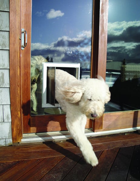 dog door through glass